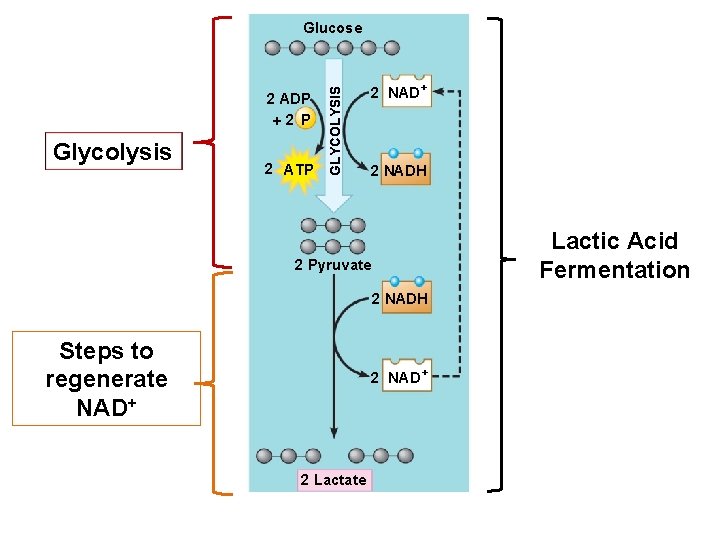 2 ADP 2 P Glycolysis 2 ATP GLYCOLYSIS Glucose 2 NAD+ 2 NADH Lactic 2 ADP 2 P Glycolysis 2 ATP GLYCOLYSIS Glucose 2 NAD+ 2 NADH Lactic