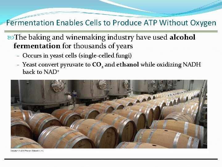 Fermentation Enables Cells to Produce ATP Without Oxygen The baking and winemaking industry have Fermentation Enables Cells to Produce ATP Without Oxygen The baking and winemaking industry have