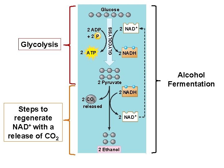 2 ADP 2 P Glycolysis 2 ATP GLYCOLYSIS Glucose 2 NAD+ 2 NADH 2 2 ADP 2 P Glycolysis 2 ATP GLYCOLYSIS Glucose 2 NAD+ 2 NADH 2