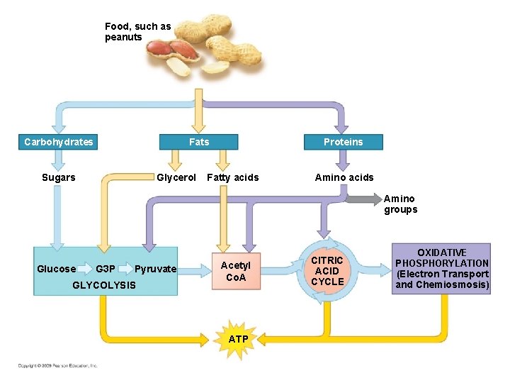 Food, such as peanuts Carbohydrates Fats Glycerol Sugars Proteins Fatty acids Amino groups Glucose Food, such as peanuts Carbohydrates Fats Glycerol Sugars Proteins Fatty acids Amino groups Glucose