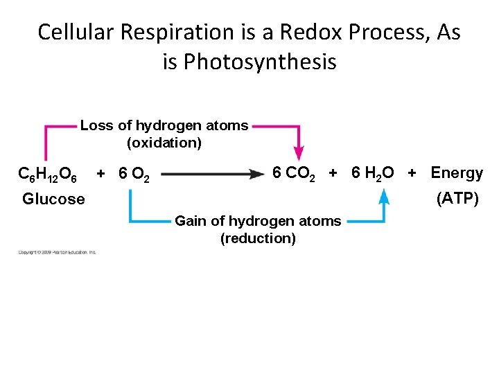 Cellular Respiration is a Redox Process, As is Photosynthesis Loss of hydrogen atoms (oxidation) Cellular Respiration is a Redox Process, As is Photosynthesis Loss of hydrogen atoms (oxidation)