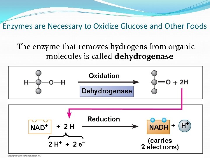 Enzymes are Necessary to Oxidize Glucose and Other Foods The enzyme that removes hydrogens Enzymes are Necessary to Oxidize Glucose and Other Foods The enzyme that removes hydrogens