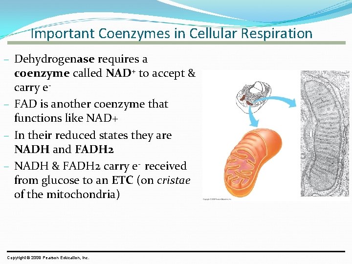 Important Coenzymes in Cellular Respiration – Dehydrogenase requires a coenzyme called NAD+ to accept Important Coenzymes in Cellular Respiration – Dehydrogenase requires a coenzyme called NAD+ to accept