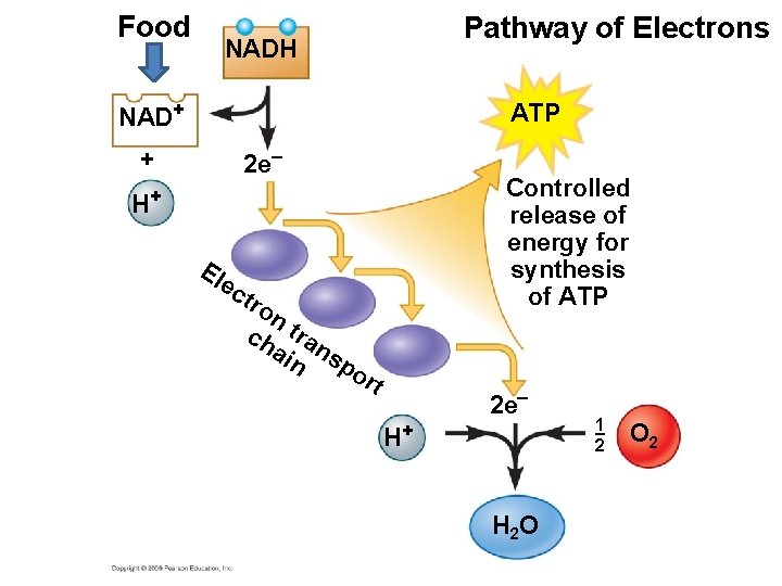 Food Pathway of Electrons NADH NAD+ ATP + 2 e– Controlled release of energy Food Pathway of Electrons NADH NAD+ ATP + 2 e– Controlled release of energy