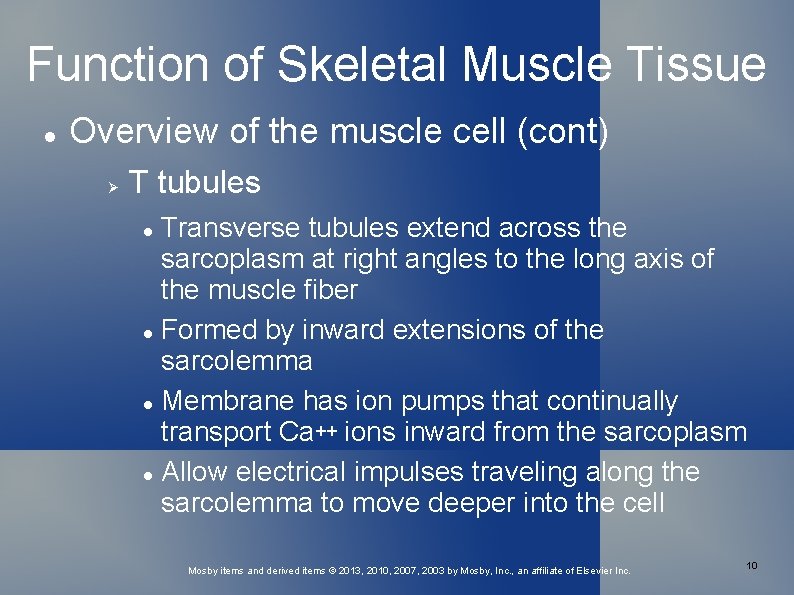 Function of Skeletal Muscle Tissue Overview of the muscle cell (cont) T tubules Transverse