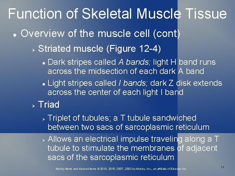 Function of Skeletal Muscle Tissue Overview of the muscle cell (cont) Striated muscle (Figure