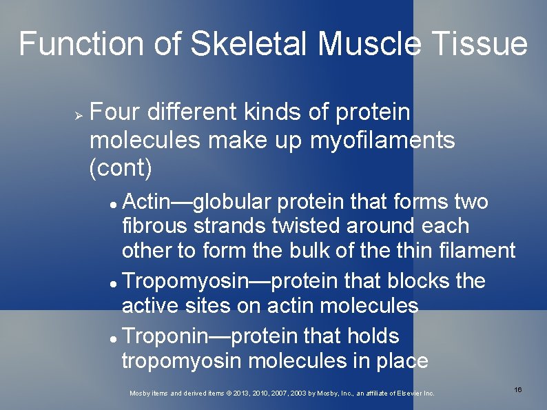 Function of Skeletal Muscle Tissue Four different kinds of protein molecules make up myofilaments