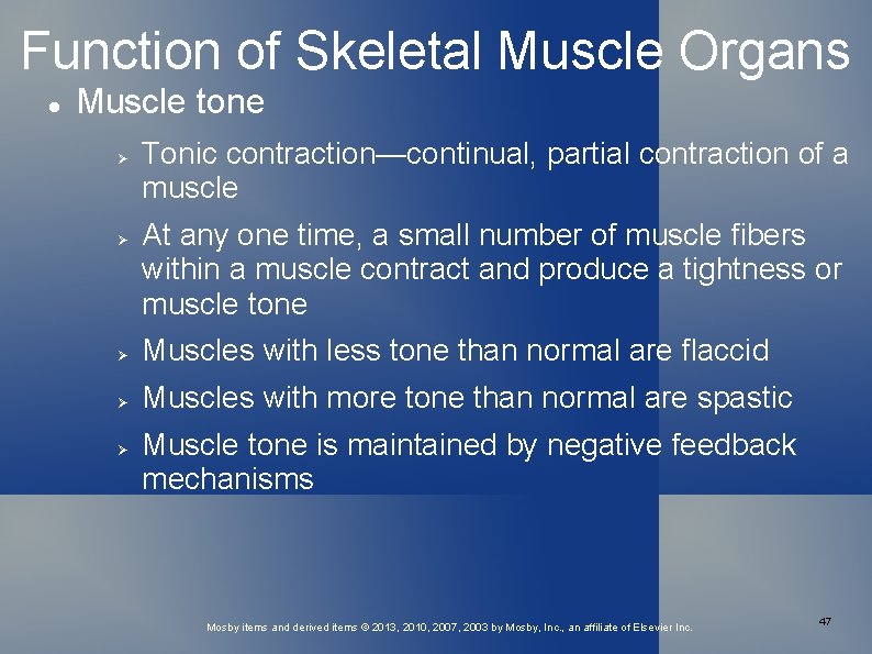 Function of Skeletal Muscle Organs Muscle tone Tonic contraction—continual, partial contraction of a muscle