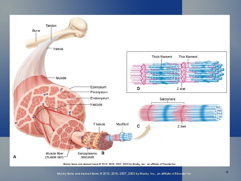 Mosby items and derived items © 2013, 2010, 2007, 2003 by Mosby, Inc. ,