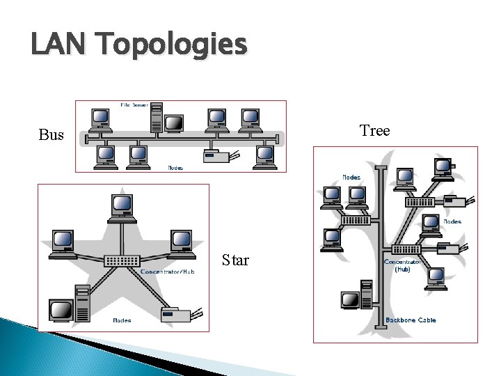 LAN Topologies Tree Bus Star 