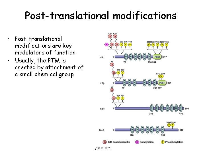 Post-translational modifications • Post-translational modifications are key modulators of function. • Usually, the PTM