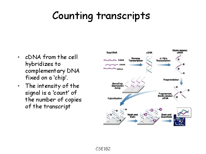 Counting transcripts • c. DNA from the cell hybridizes to complementary DNA fixed on
