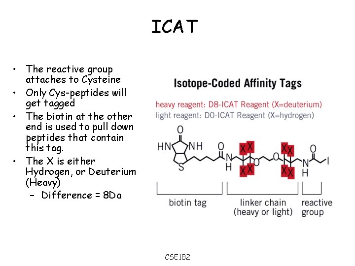 ICAT • The reactive group attaches to Cysteine • Only Cys-peptides will get tagged