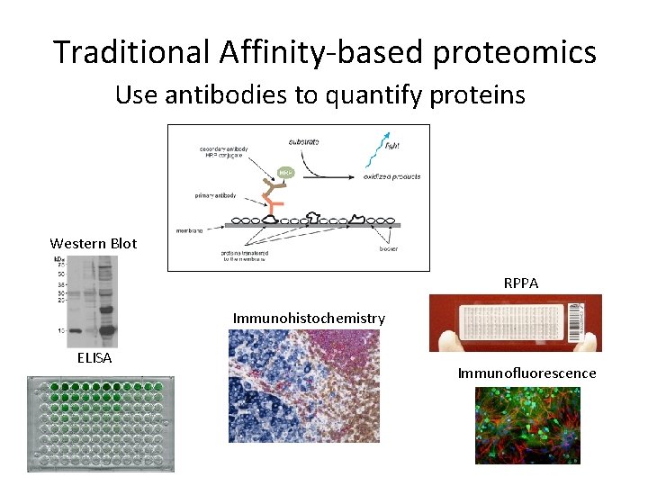 Traditional Affinity-based proteomics Use antibodies to quantify proteins Western Blot RPPA Immunohistochemistry ELISA Immunofluorescence