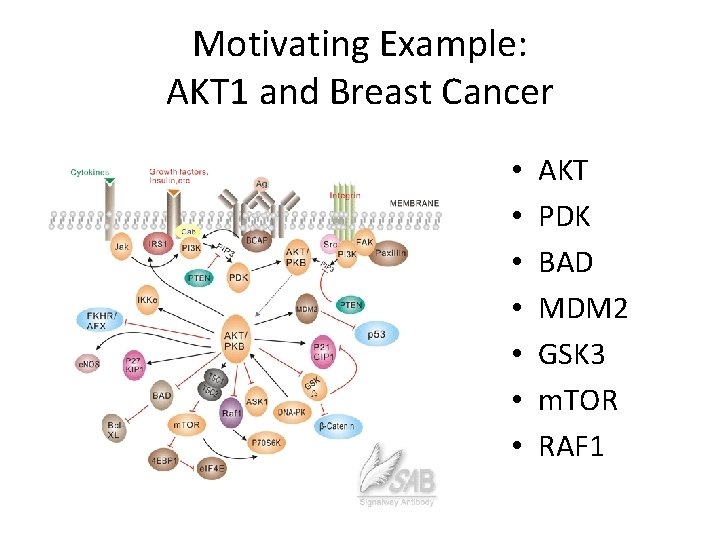 Motivating Example: AKT 1 and Breast Cancer • • AKT PDK BAD MDM 2