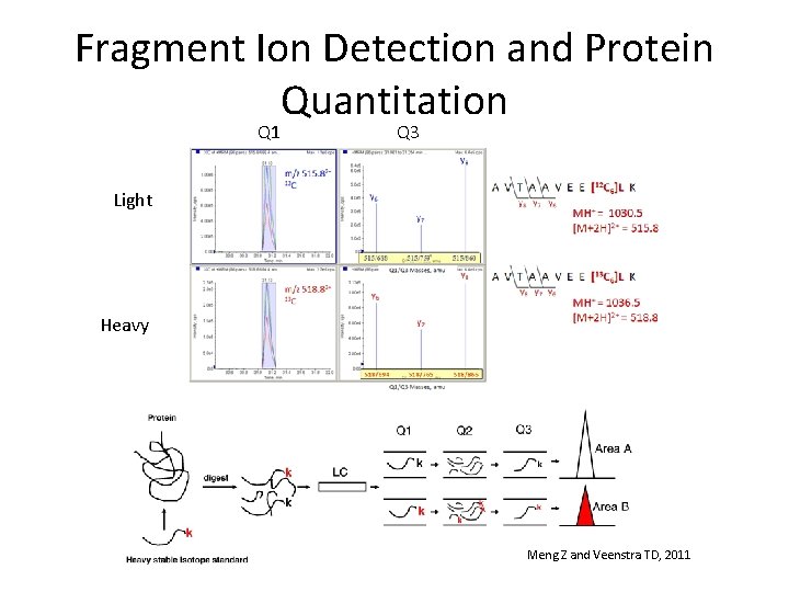 Fragment Ion Detection and Protein Quantitation Q 1 Q 3 Light Heavy Meng Z