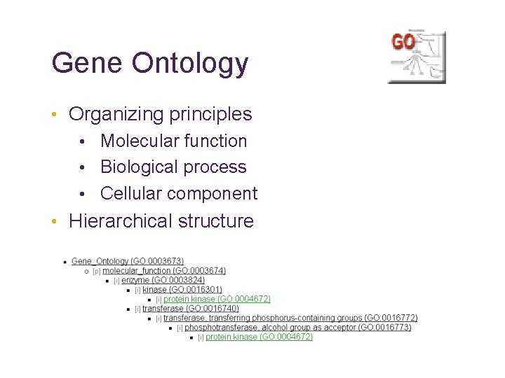 Gene Ontology • Organizing principles • Molecular function • Biological process • Cellular component