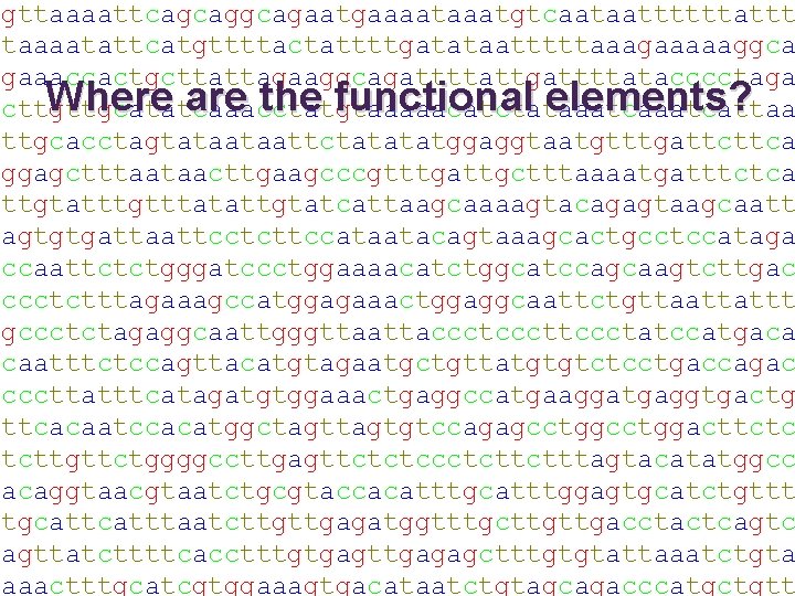 gttaaaattcagcagaatgaaaatgtcaataattttttattt taaaatattcatgttttactattttgatataatttttaaagaaaaaggca gaaaccactgcttattagaaggcagattttattgattttatacccctaga Where are the functional elements? cttgttgcatatcaaacctatgtaaaaacatctataaatcattaa ttgcacctagtataataattctatatatggaggtaatgtttgattcttca ggagctttaataacttgaagcccgtttgattgctttaaaatgatttctca ttgtatttgtttatattgtatcattaagcaaaagtacagagtaagcaatt agtgtgattaattcctcttccataatacagtaaagcactgcctccataga ccaattctctgggatccctggaaaacatctggcatccagcaagtcttgac