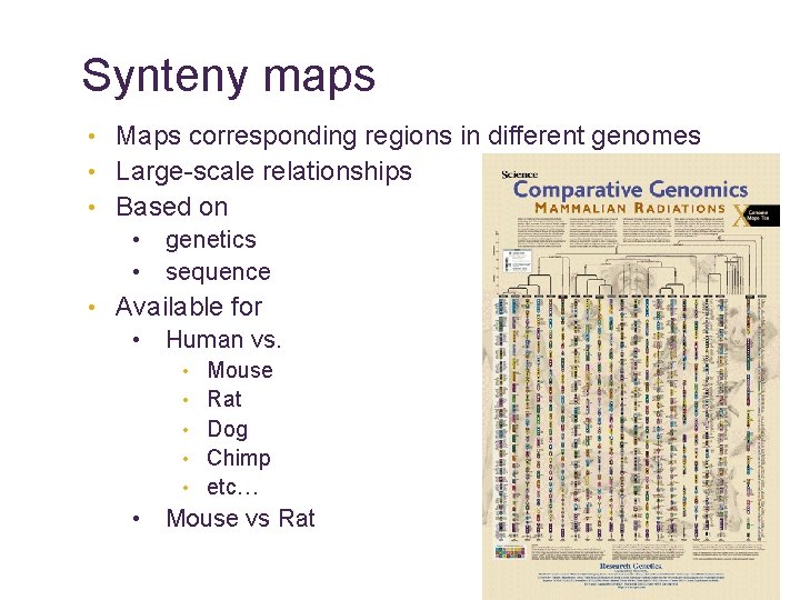 Synteny maps • Maps corresponding regions in different genomes • Large-scale relationships • Based