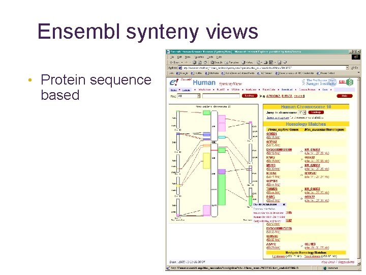 Ensembl synteny views • Protein sequence based 