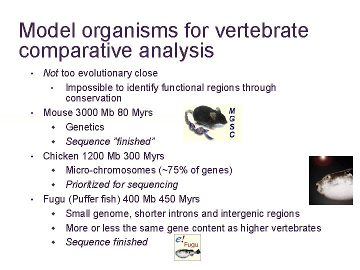 Model organisms for vertebrate comparative analysis Not too evolutionary close • Impossible to identify