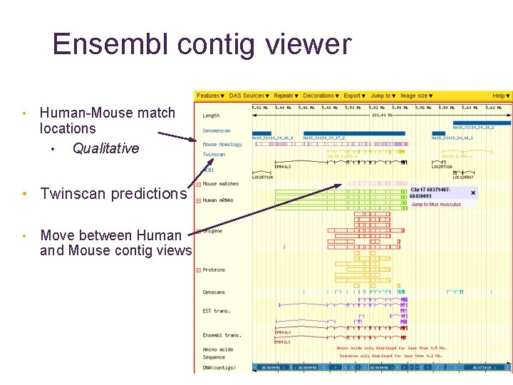 Ensembl contig viewer • Human-Mouse match locations • Qualitative • Twinscan predictions • Move