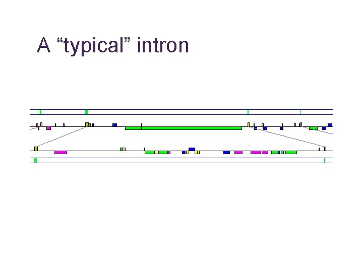 A “typical” intron 