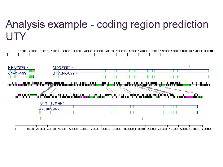 Analysis example - coding region prediction UTY 