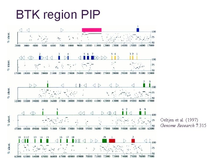 BTK region PIP Oeltjen et al. (1997) Genome Research 7: 315 