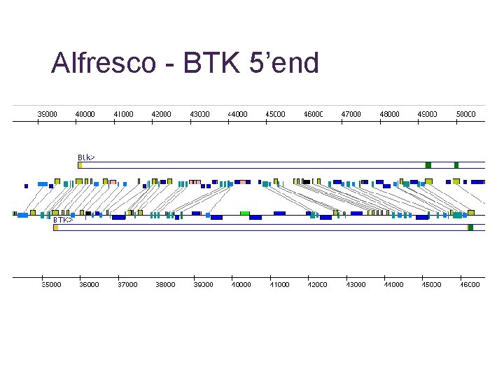 Alfresco - BTK 5’end 