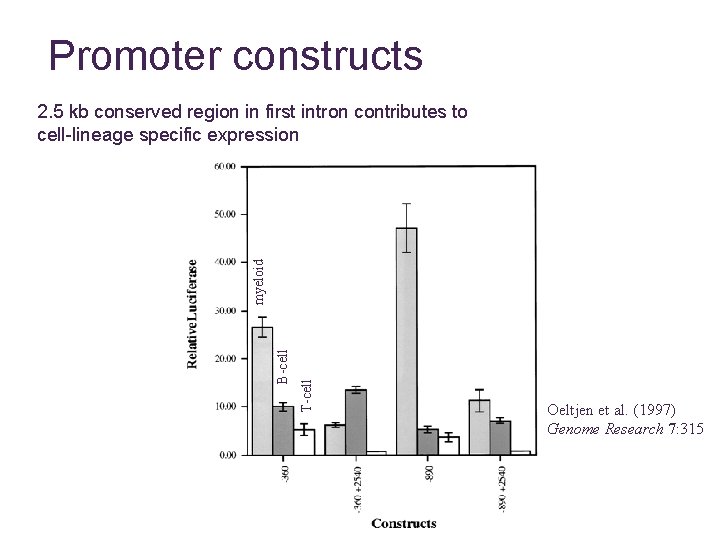 Promoter constructs T-cell B-cell myeloid 2. 5 kb conserved region in first intron contributes