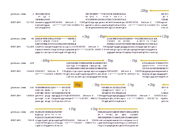 -20 bp pkinase. hmm HSU 71 B 4 1 YELGEKLGEGA GKVYKAKHK---TGKIVAVKILKKESLSLL REIQI ++ LG