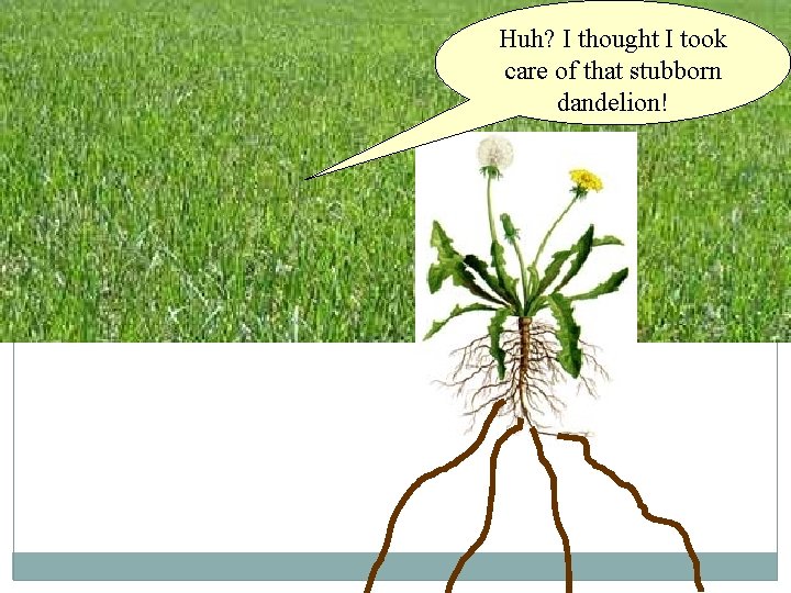 Huh? I thought I took care of that stubborn dandelion! 