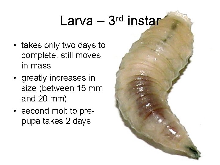 Larva – 3 rd instar • takes only two days to complete. still moves