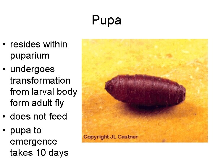 Pupa • resides within puparium • undergoes transformation from larval body form adult fly