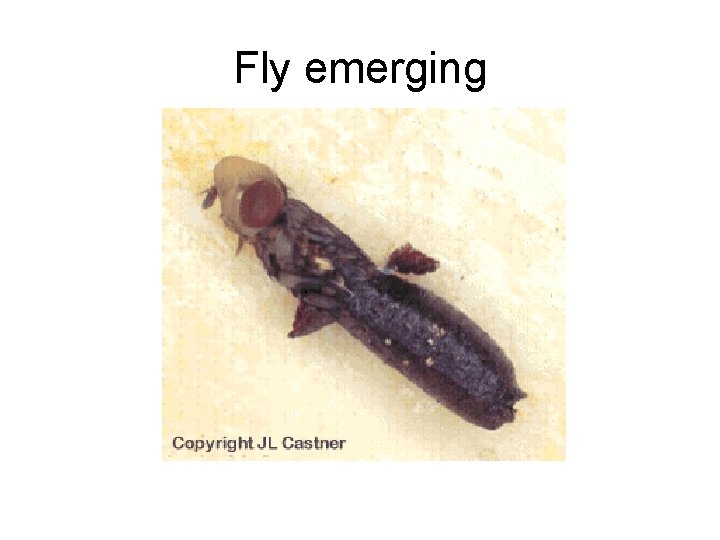 Fly emerging 