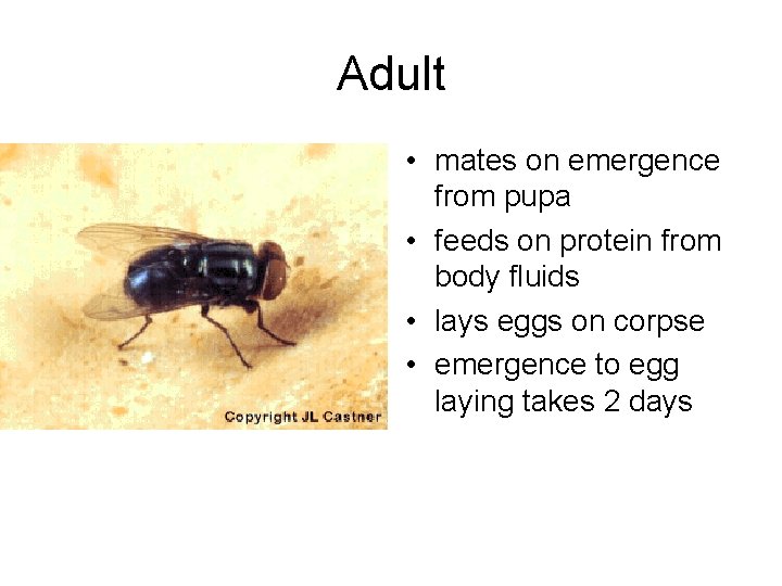 Adult • mates on emergence from pupa • feeds on protein from body fluids