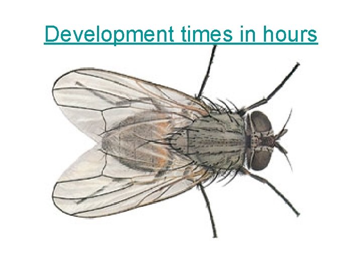 Development times in hours 