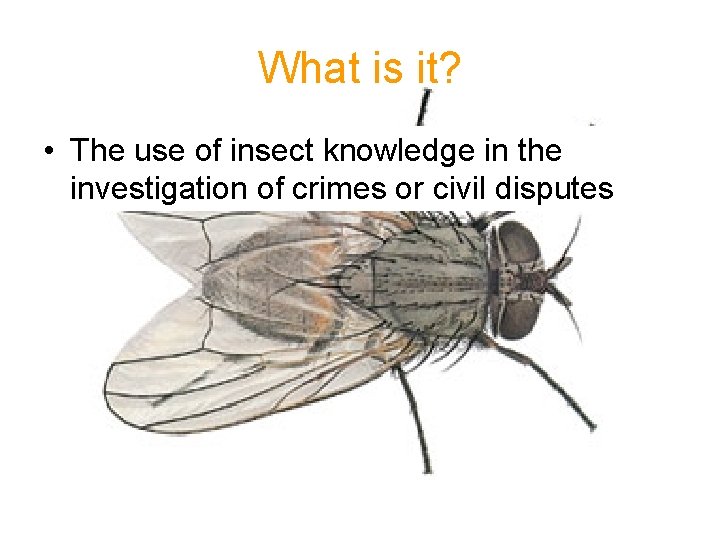 What is it? • The use of insect knowledge in the investigation of crimes