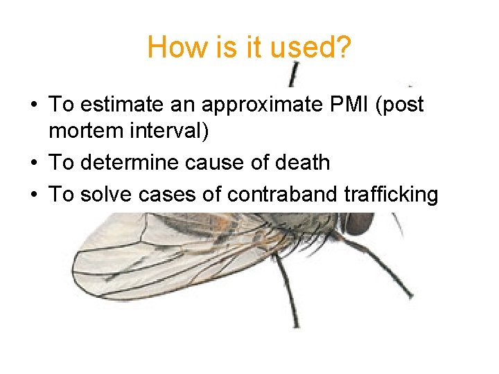 How is it used? • To estimate an approximate PMI (post mortem interval) •