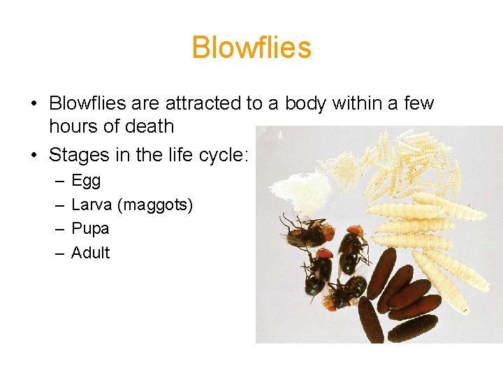 Blowflies • Blowflies are attracted to a body within a few hours of death