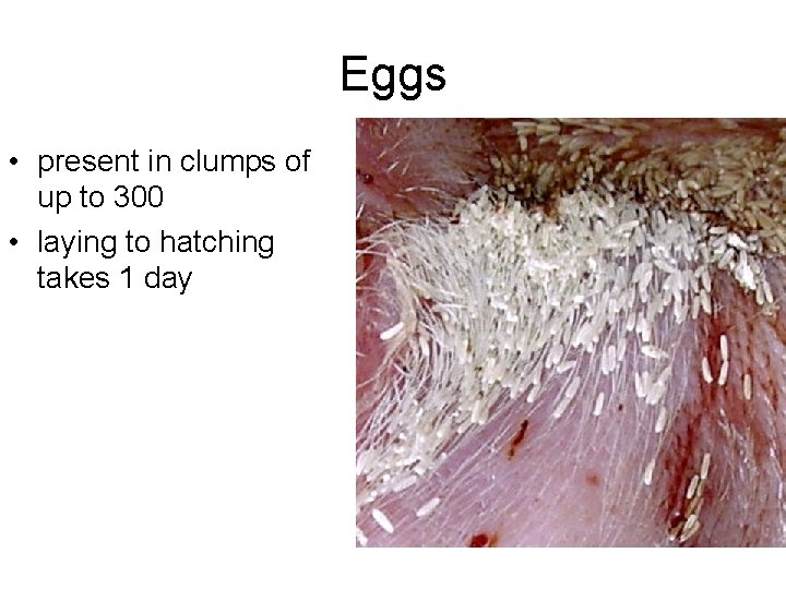 Eggs • present in clumps of up to 300 • laying to hatching takes