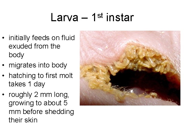 Larva – 1 st instar • initially feeds on fluid exuded from the body