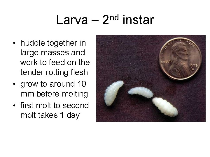 Larva – 2 nd instar • huddle together in large masses and work to