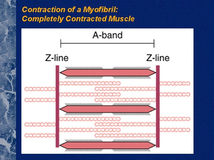 Contraction of a Myofibril: Completely Contracted Muscle 