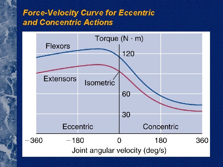 Force-Velocity Curve for Eccentric and Concentric Actions 