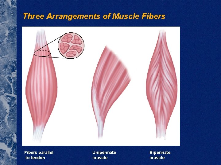 Three Arrangements of Muscle Fibers parallel to tendon Unipennate muscle Bipennate muscle 