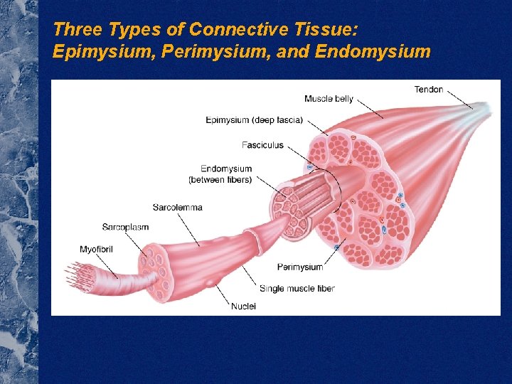 Three Types of Connective Tissue: Epimysium, Perimysium, and Endomysium 