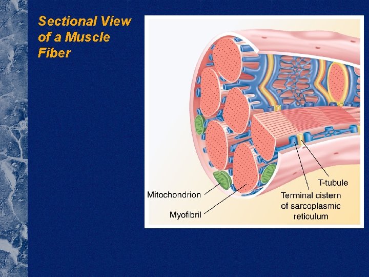 Sectional View of a Muscle Fiber 