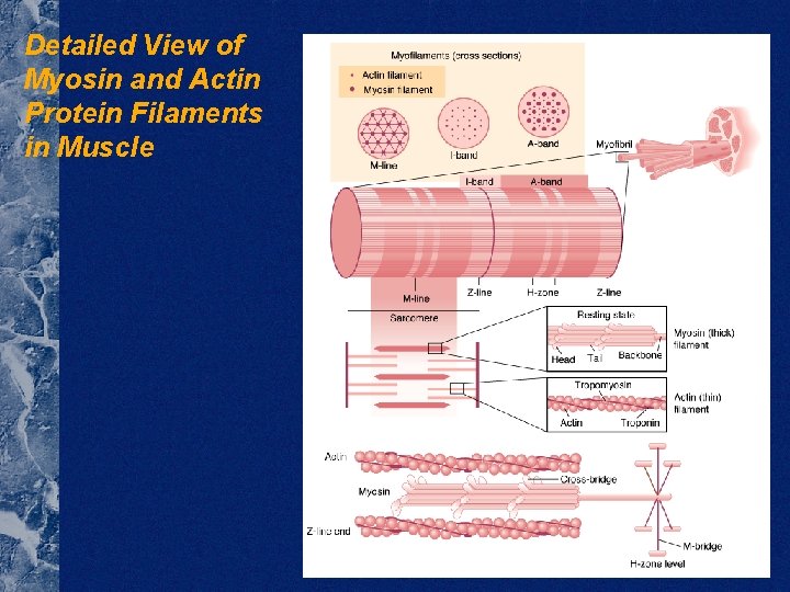 Detailed View of Myosin and Actin Protein Filaments in Muscle 